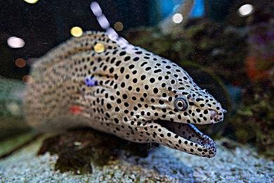 《英雄传说：界之轨迹》开场动画公布 9月26日发售