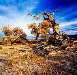 开发商宣布《月姬格斗》全球销量已突破50万份