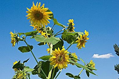 《横冲直撞2》RTX Remix MOD提升效果展示